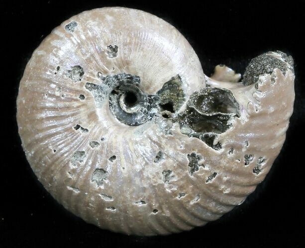 Iridescent Ammonite (Eboraciceras) Fossil - Russia #34622